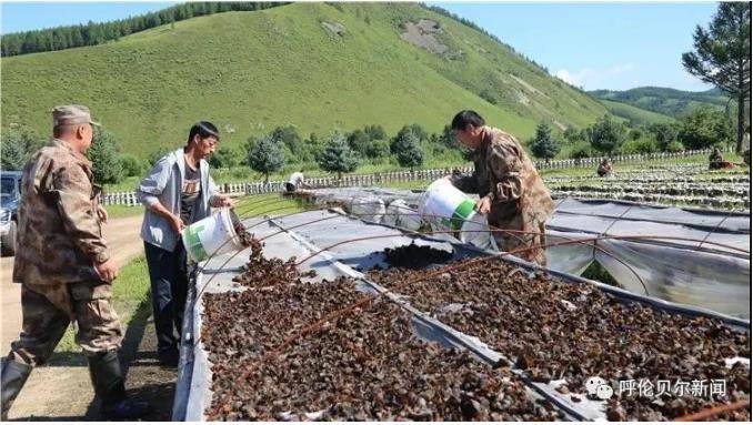 移山林场新任领导引领绿色变革之路