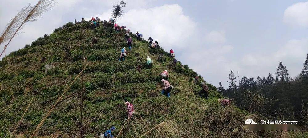 茶村最新项目揭秘，现代化之旅探索茶文化新境界