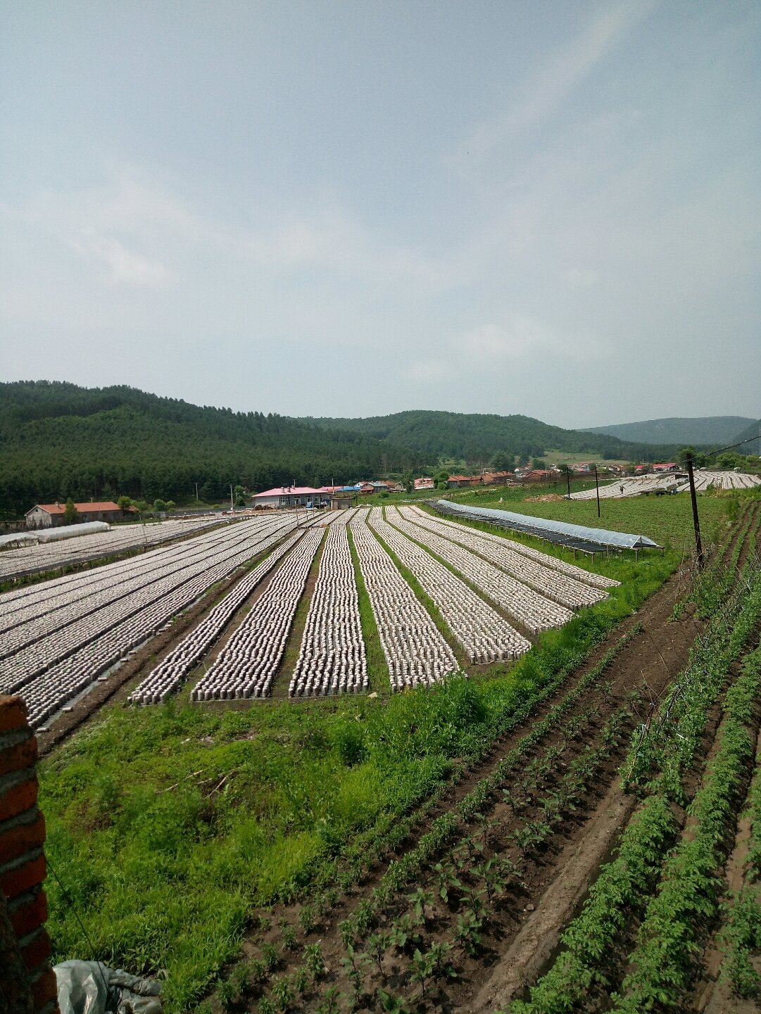 八岔乡最新天气预报